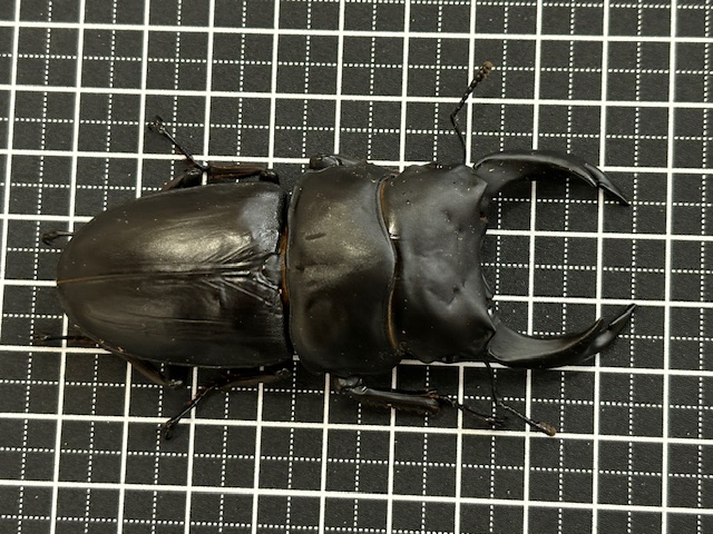 特大血統~ 能勢産オオクワガタ(能勢YG)♂75~86㎜upペア/♀単 2025年